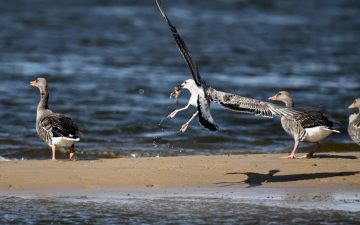 Möwe frisst einen Fisch schneller als die Gänse - Szene auf der Sandbank